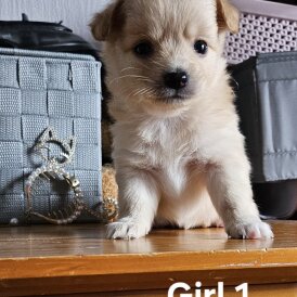 Pomchi - Both