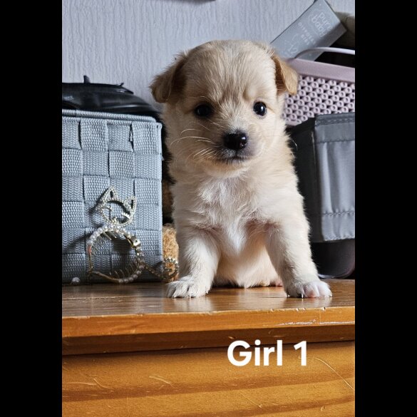 Pomchi - Both