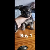 Pomchi - Both