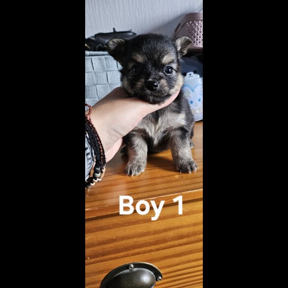 Pomchi - Both