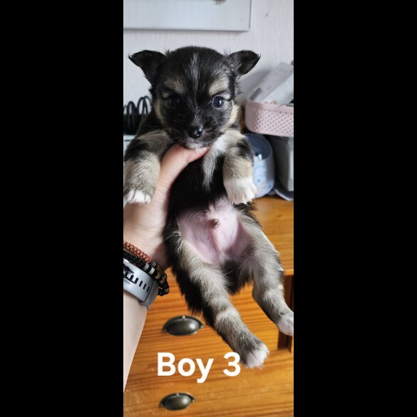 Pomchi - Both