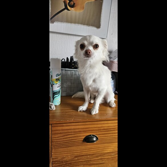 Pomchi - Both