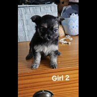 Pomchi - Both