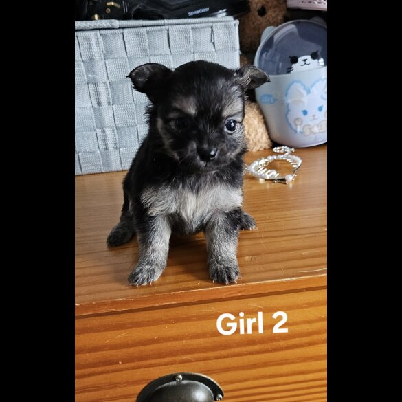 Pomchi - Both