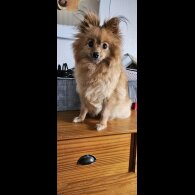 Pomchi - Both