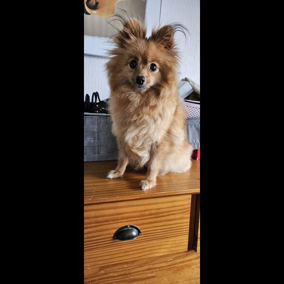 Pomchi - Both