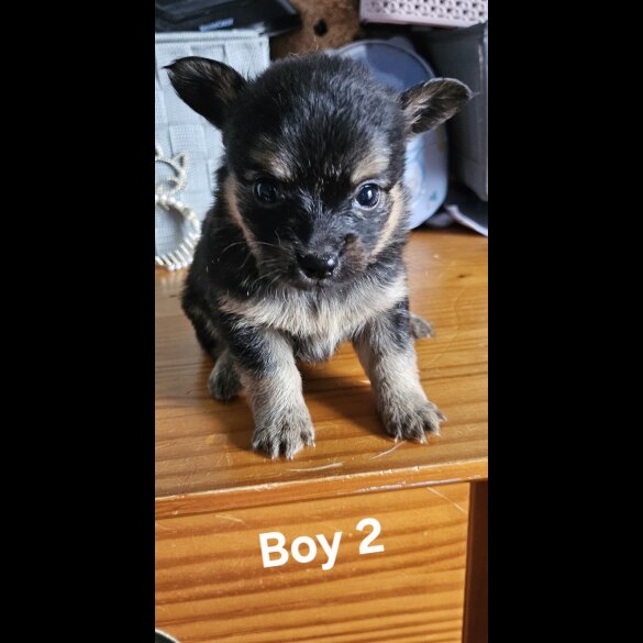Pomchi - Both