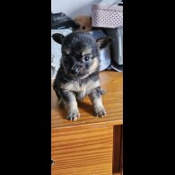 Pomchi - Both