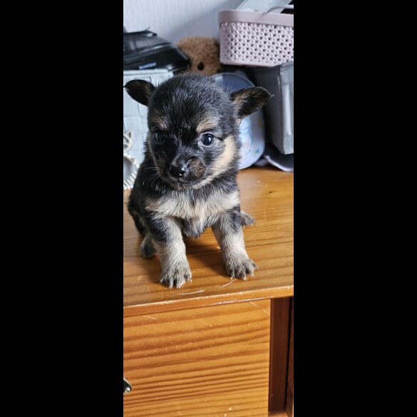 Pomchi - Both
