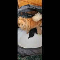 Pomchi - Both