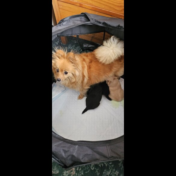 Pomchi - Both