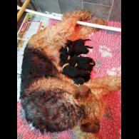 Airedale Terrier - Both