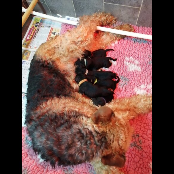 Airedale Terrier - Both
