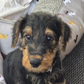 Airedale Terrier - Both