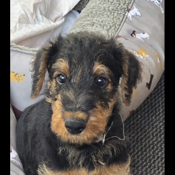 Airedale Terrier - Both