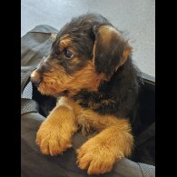 Airedale Terrier - Both