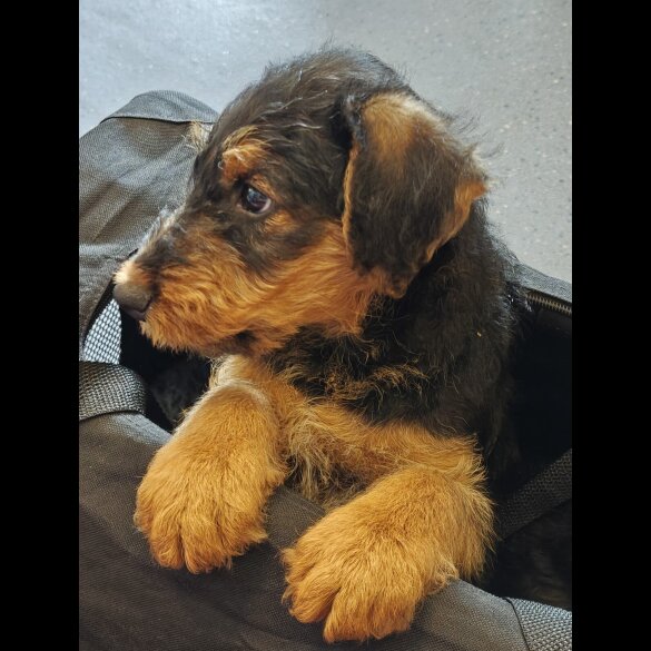 Airedale Terrier - Both