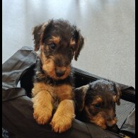 Airedale Terrier - Both
