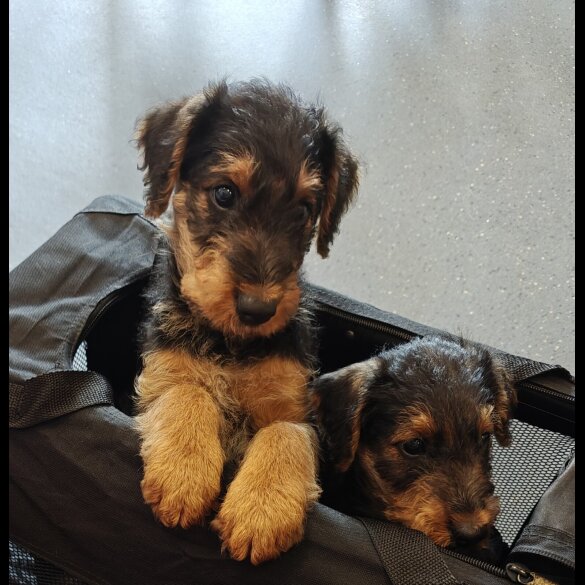 Airedale Terrier - Both