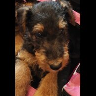 Airedale Terrier - Both