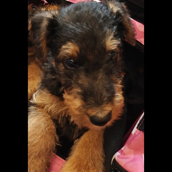 Airedale Terrier - Both
