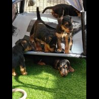 Airedale Terrier - Both