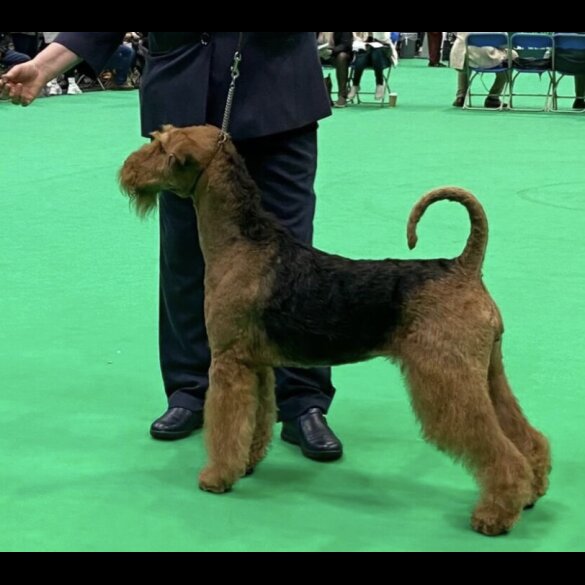 Airedale Terrier - Both
