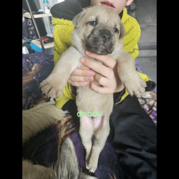 Akita - Both
