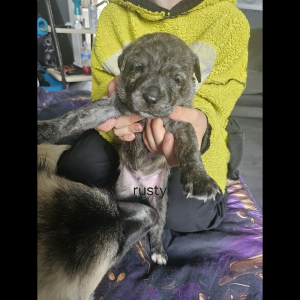 Akita - Both