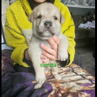 Akita - Both