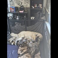 Akita - Both