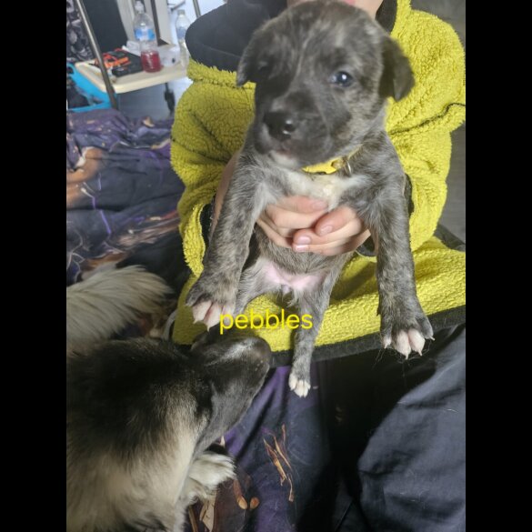 Akita - Both