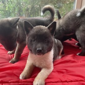 Akita - Both