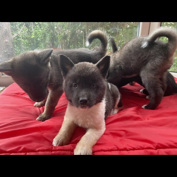 Akita - Both
