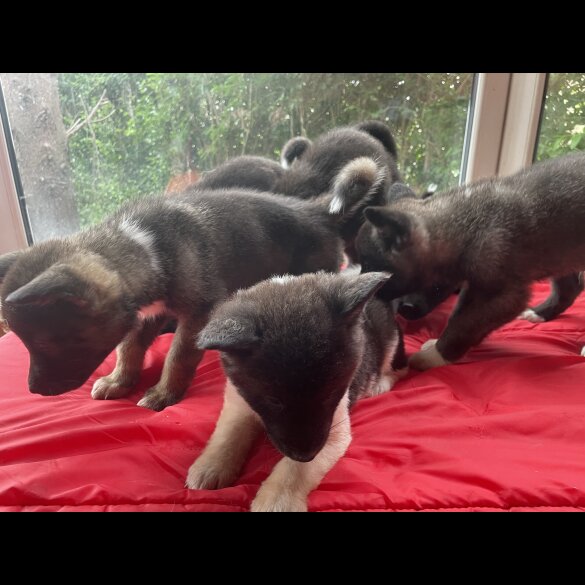 Akita - Both