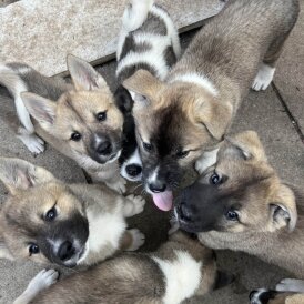 Akita - Both
