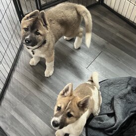 Akita - Both