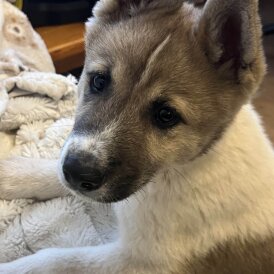 Akita - Both