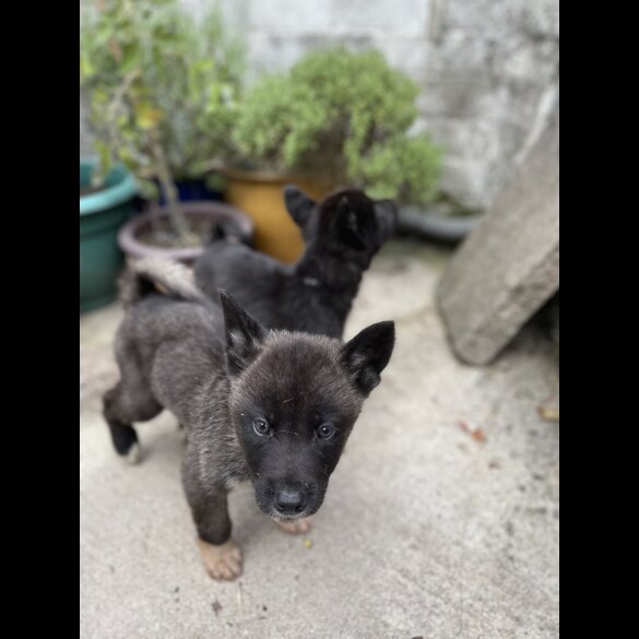 Akita - Both