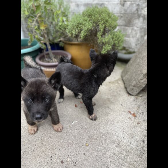 Akita - Both