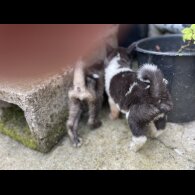 Akita - Both
