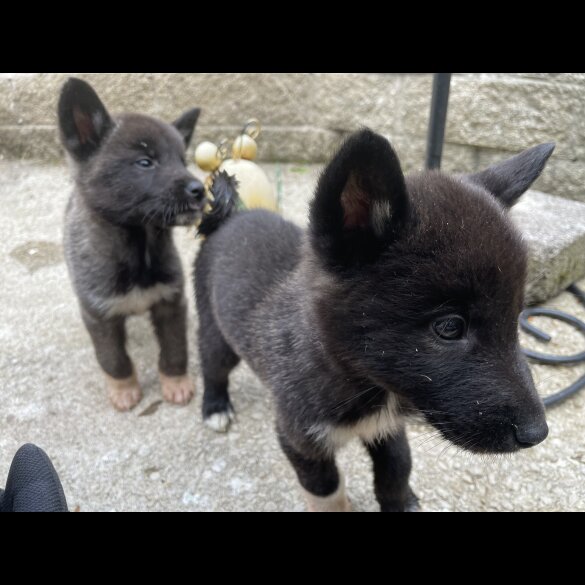 Akita - Both