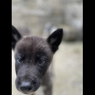 Akita - Both