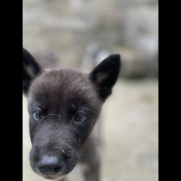 Akita - Both