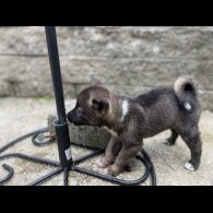 Akita - Both