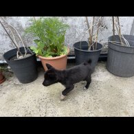 Akita - Both