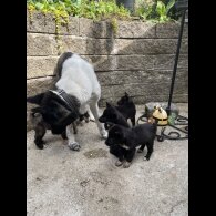 Akita - Both