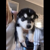 Alaskan Malamute - Both