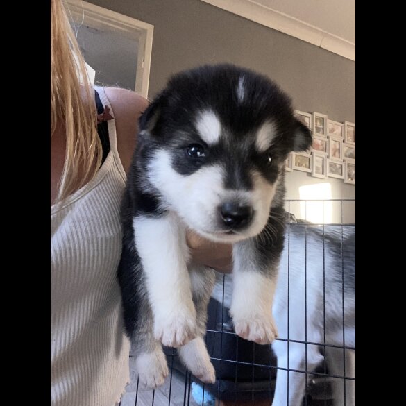 Alaskan Malamute - Both