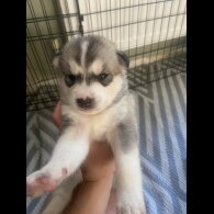 Alaskan Malamute - Both